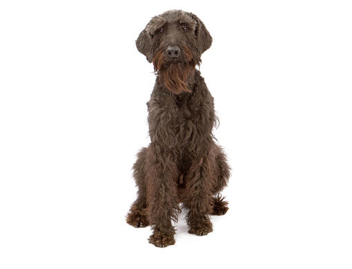 Riesenschnauzer puppy deals